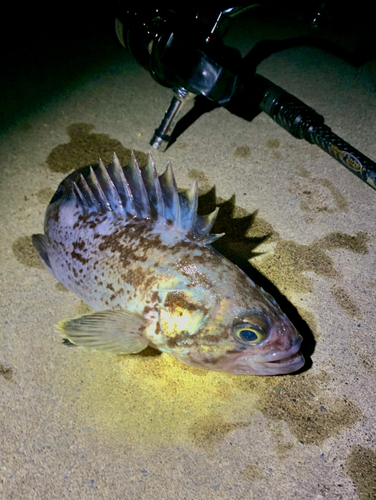 クロソイの釣果