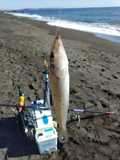 シロギスの釣果