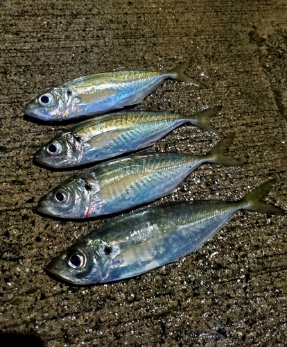 釣果