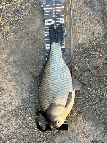 ヘラブナの釣果