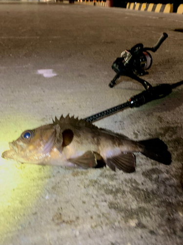 シロメバルの釣果