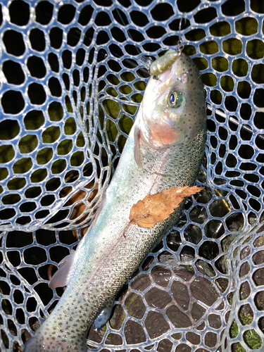 ニジマスの釣果