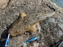 マゴチの釣果