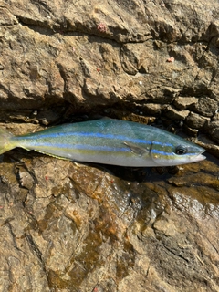 ツムブリの釣果