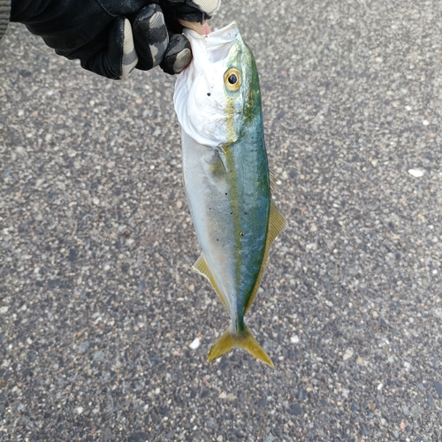 ツバスの釣果