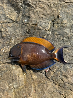 カンランハギの釣果