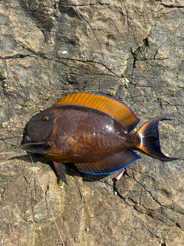 カンランハギの釣果