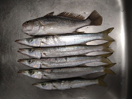 アカカマスの釣果