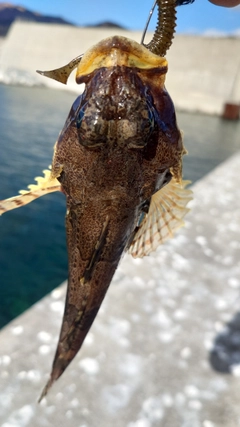 ギスカジカの釣果