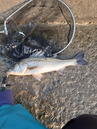 シーバスの釣果