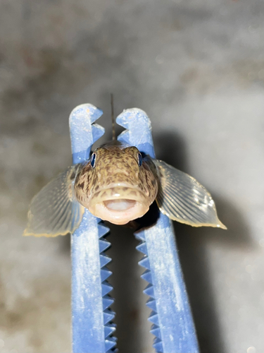 ハゼの釣果