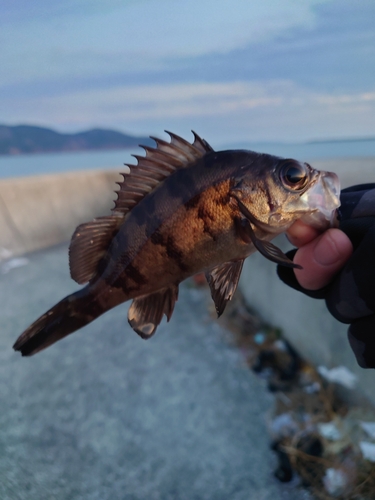 メバルの釣果