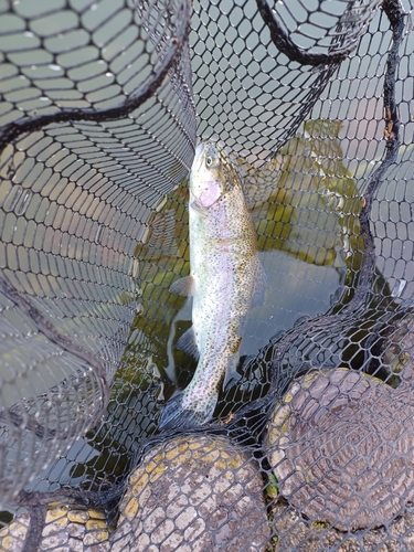 ニジマスの釣果