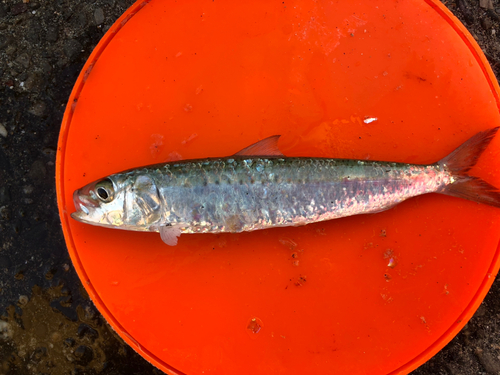 マイワシの釣果