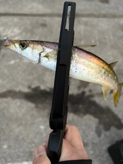 カマスの釣果