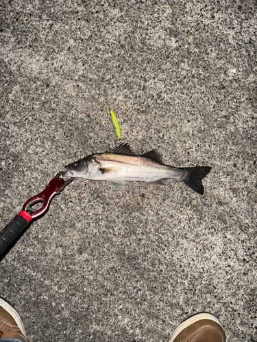 セイゴ（マルスズキ）の釣果