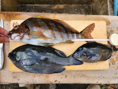 タカノハダイの釣果