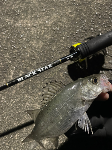 セイゴ（マルスズキ）の釣果