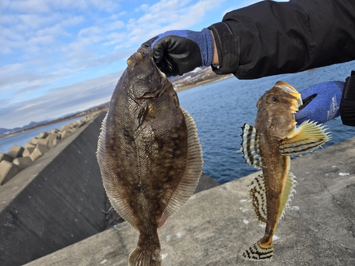 ギスカジカの釣果