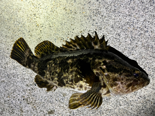 タケノコメバルの釣果