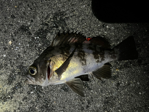 メバルの釣果