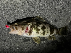 タケノコメバルの釣果