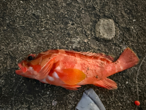 沖永良部島