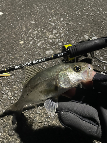 セイゴ（マルスズキ）の釣果