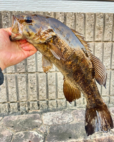 スモールマウスバスの釣果