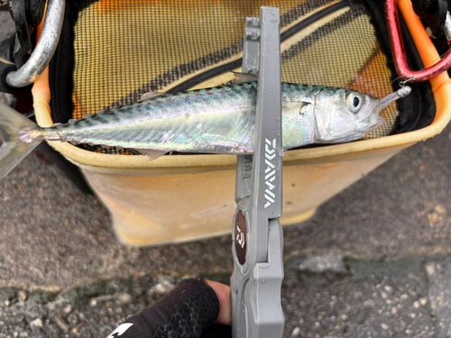 サバの釣果