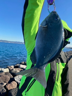 クチブトグレの釣果