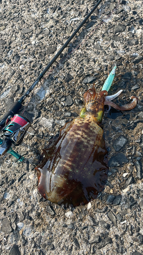 アオリイカの釣果