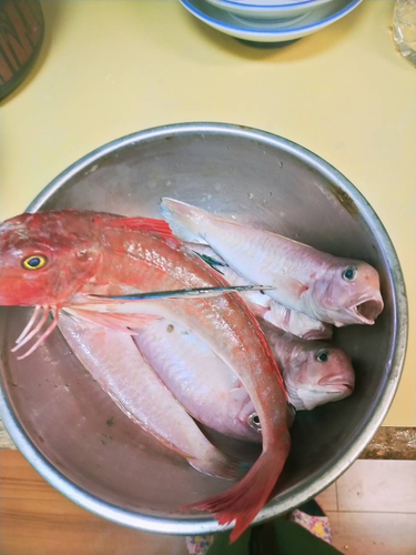 アマダイの釣果