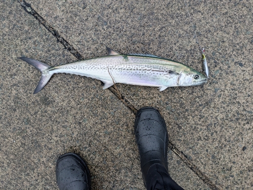 サゴシの釣果