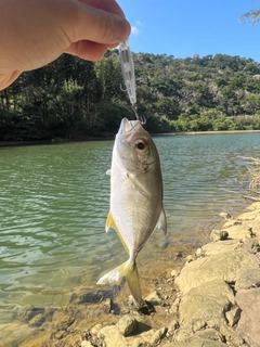 メッキの釣果