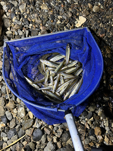 ワカサギの釣果