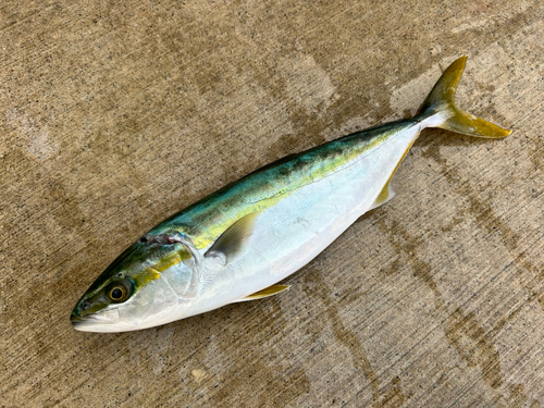 ハマチの釣果