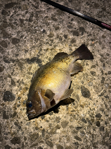 メバルの釣果