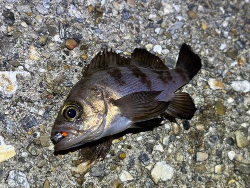 メバルの釣果