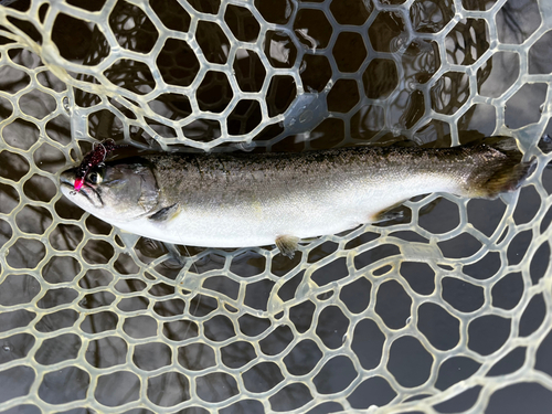 サクラマスの釣果