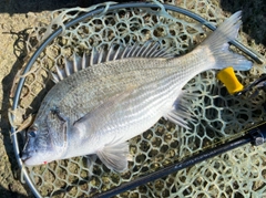 ミナミクロダイの釣果