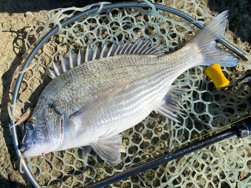 ミナミクロダイの釣果