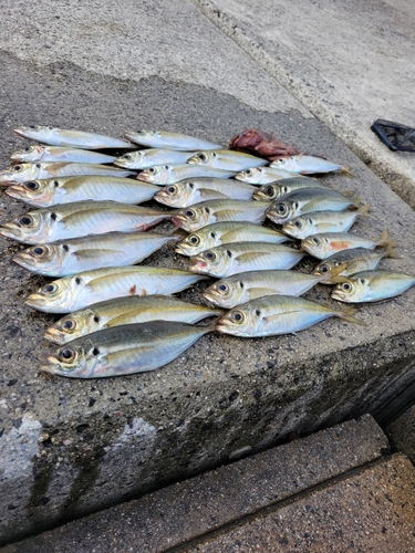 アジの釣果