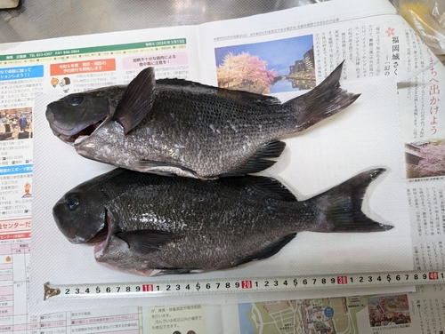 メジナの釣果