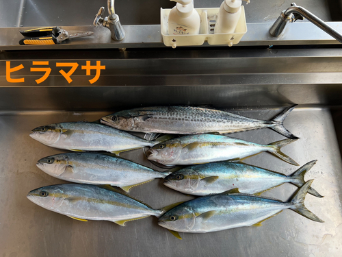 ヒラマサの釣果