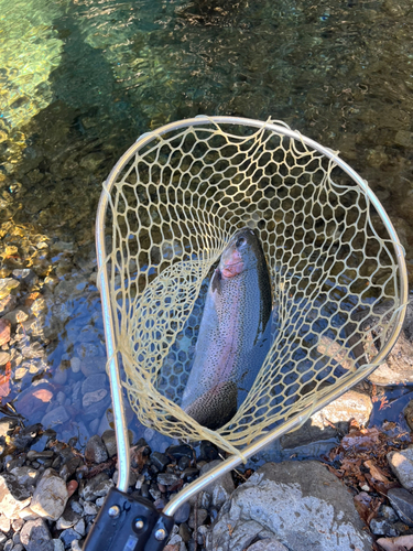 ニジマスの釣果