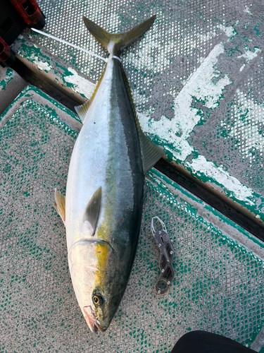 ブリの釣果