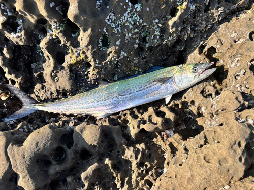 サワラの釣果