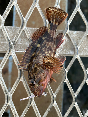 カサゴの釣果