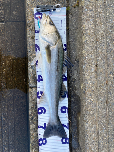 シーバスの釣果